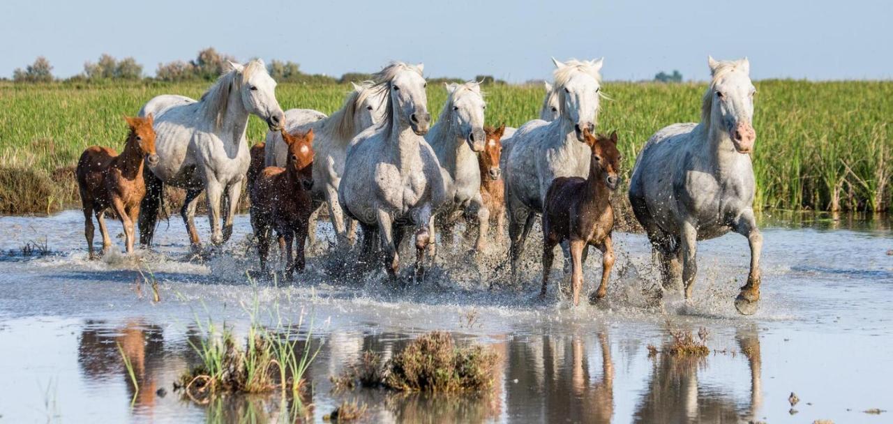 Joli Mazet Provencal De Camargue Holiday home *